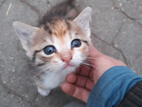 {{brizy_dc_image_alt imageSrc=