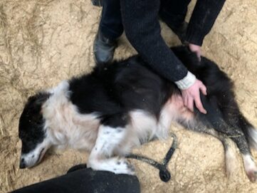 {{brizy_dc_image_alt imageSrc=