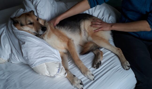 {{brizy_dc_image_alt imageSrc=