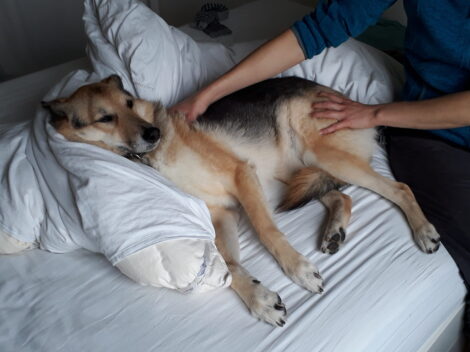 {{brizy_dc_image_alt imageSrc=