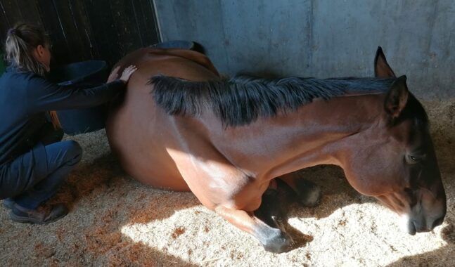 {{brizy_dc_image_alt imageSrc=